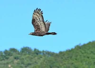 珍视自然瑰宝 守护候鸟迁飞——黄（渤）海候鸟栖息地保护见闻