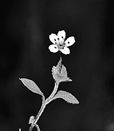 重庆巫山发现植物新物种方氏孩儿参