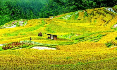 贵州从江：稻香织梦 鱼鸭共歌