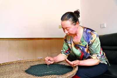 湖北省恩施州鹤峰县走马镇千金村:葛稻共生富百姓 湖北省恩施州鹤峰县走马镇千金村:葛稻共生富百姓