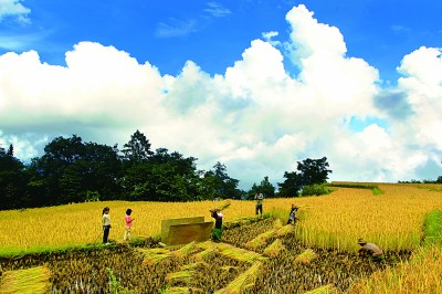 云南红河：稻浪翻滚话丰年