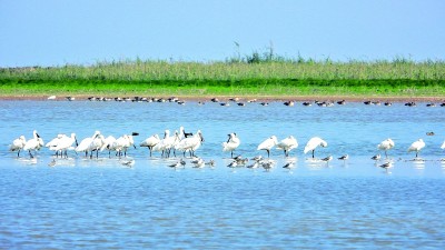 【多样的生物 多彩的世界】赴一场候鸟与麋鹿的约会