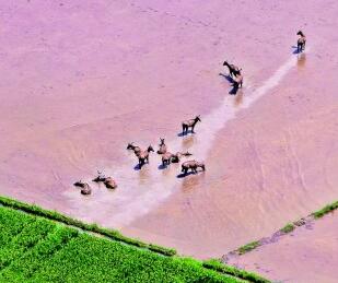 【多样的生物 多彩的世界】赴一场候鸟与麋鹿的约会