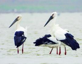 【多样的生物 多彩的世界】赴一场候鸟与麋鹿的约会