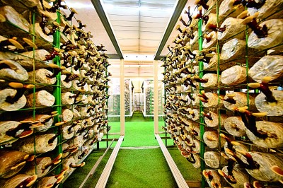 赓续文脉 焕发传统文化新活力 赓续文脉 焕发传统文化新活力