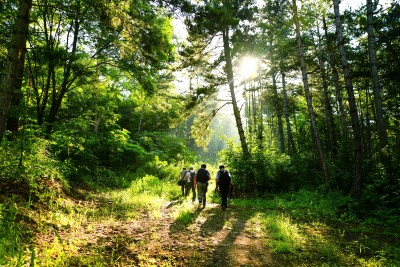 丰盈森林碳库,唤醒绿色宝藏 丰盈森林碳库,唤醒绿色宝藏