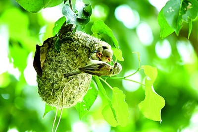 丰盈森林碳库,唤醒绿色宝藏 丰盈森林碳库,唤醒绿色宝藏