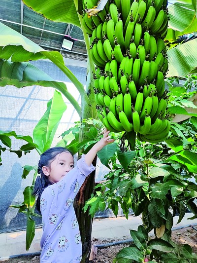 宁夏吴忠市青铜峡市叶盛镇蒋滩村:大棚农业让日子更美了 宁夏吴忠市青铜峡市叶盛镇蒋滩村:大棚农业让日子更美了