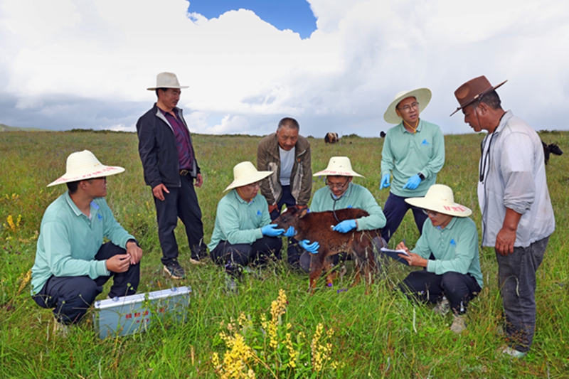 【携手奔赴现代化的明天】扎根西部,新时代学子这样选择!——甘肃高校毕业生西部创业的故事与启示 【携手奔赴现代化的明天】扎根西部,新时代学子这样选择!——甘肃高校毕业生西部创业的故事与启示