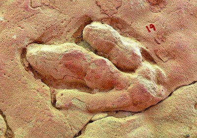 甘肃靖远发现斯氏跷脚龙足迹 甘肃靖远发现斯氏跷脚龙足迹