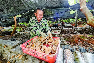 江西省抚州市广昌县杨溪乡东坑村：菇香浓郁漫山林