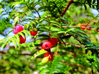 浙江天目山国家级自然保护区:树海苍苍生生不息 人与自然各美其美 浙江天目山国家级自然保护区:树海苍苍生生不息 人与自然各美其美