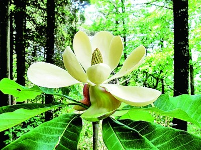 浙江天目山国家级自然保护区:树海苍苍生生不息 人与自然各美其美 浙江天目山国家级自然保护区:树海苍苍生生不息 人与自然各美其美