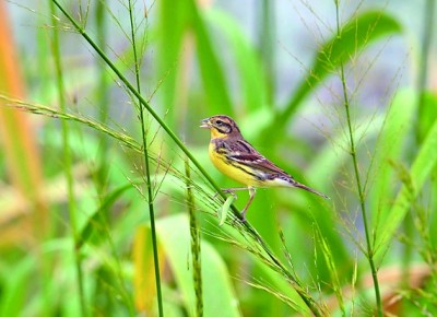 浙江天目山国家级自然保护区:树海苍苍生生不息 人与自然各美其美 浙江天目山国家级自然保护区:树海苍苍生生不息 人与自然各美其美