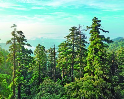 浙江天目山国家级自然保护区:树海苍苍生生不息 人与自然各美其美 浙江天目山国家级自然保护区:树海苍苍生生不息 人与自然各美其美