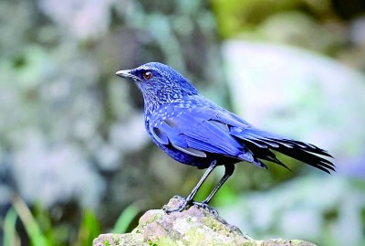 安徽牯牛降国家级自然保护区:林海幽深处 鹿鸣动飞鹇 安徽牯牛降国家级自然保护区:林海幽深处 鹿鸣动飞鹇