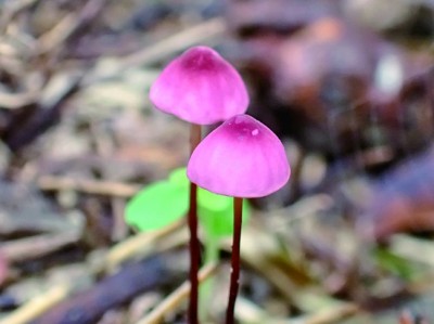 安徽牯牛降国家级自然保护区:林海幽深处 鹿鸣动飞鹇 安徽牯牛降国家级自然保护区:林海幽深处 鹿鸣动飞鹇
