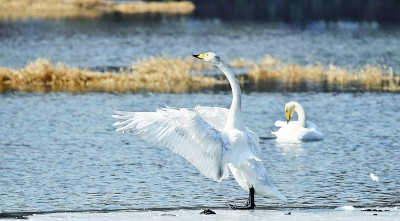 北京迎来候鸟“迁徙潮” 北京迎来候鸟“迁徙潮”