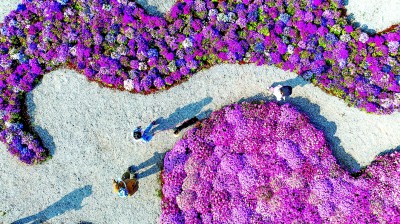 云上奏响丰饶曲——云南推进高原特色农产品出山