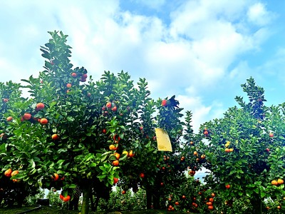 云上奏响丰饶曲——云南推进高原特色农产品出山