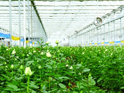 云上奏响丰饶曲——云南推进高原特色农产品出山