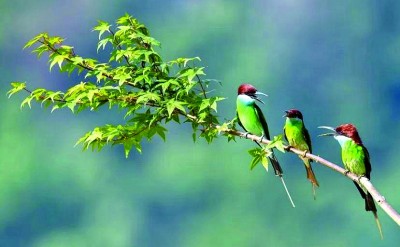 满目青翠 绿富同兴——福建南平统筹推进生态保护与绿色发展的实践探索