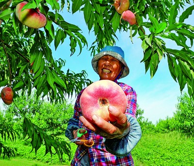 看,大都市的乡村这样绿色蝶变——上海积极践行“绿水青山就是金山银山”理念 看,大都市的乡村这样绿色蝶变——上海积极践行“绿水青山就是金山银山”理念