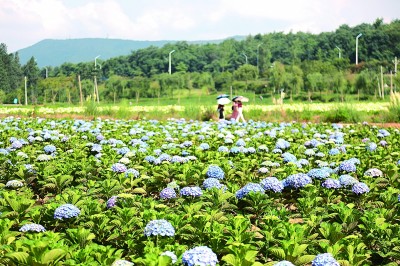 看一朵花如何绽放无数种可能 看一朵花如何绽放无数种可能