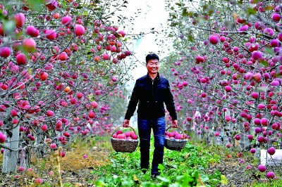 从“土里土气”到“名扬万里”——陕北做大做强特色农业产业