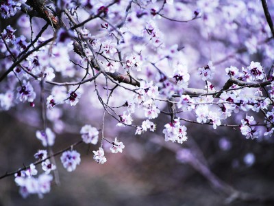 【文化中国行】在新疆寻找春天