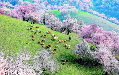 【文化中国行】在新疆寻找春天