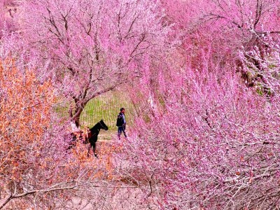 【文化中国行】在新疆寻找春天