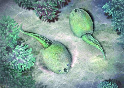 【瞧！我们的前沿科技】江西发现4.36亿年前“隆平德安鱼”