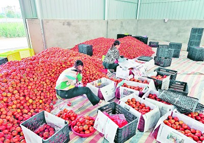 广西百色市田东县平马镇四平村：绿株红果扮靓生活