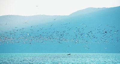 人与鸥,共赴这场春天的约定 人与鸥,共赴这场春天的约定