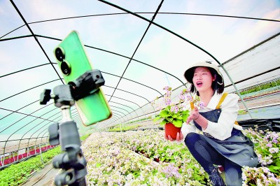 湖北宜昌：享誉世界的报春花