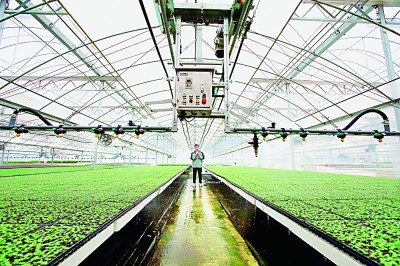 湖北宜昌：享誉世界的报春花