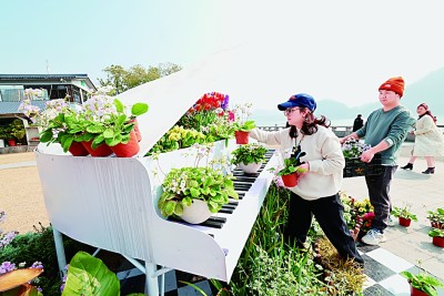 湖北宜昌：享誉世界的报春花