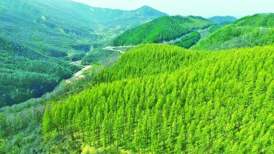 【携手奔赴现代化的明天】春到六盘山,这漫山遍野的绿呀…… 【携手奔赴现代化的明天】春到六盘山,这漫山遍野的绿呀……