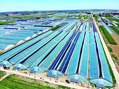 山东潍坊坊子区黄旗堡街道逄王一村:火红果子 让日子红火 山东潍坊坊子区黄旗堡街道逄王一村:火红果子 让日子红火