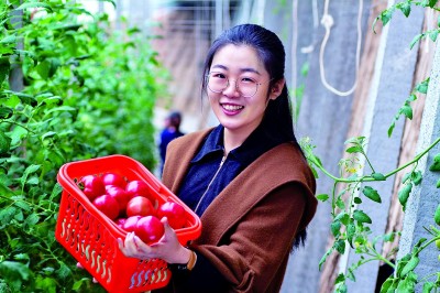 山东潍坊坊子区黄旗堡街道逄王一村:火红果子 让日子红火 山东潍坊坊子区黄旗堡街道逄王一村:火红果子 让日子红火