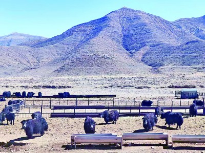 西藏拉萨林周县松盘乡松盘村:牦牛养殖 助村民增收 西藏拉萨林周县松盘乡松盘村:牦牛养殖 助村民增收