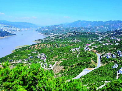 重庆市奉节县永乐镇大坝村：橙林硕果唱丰年