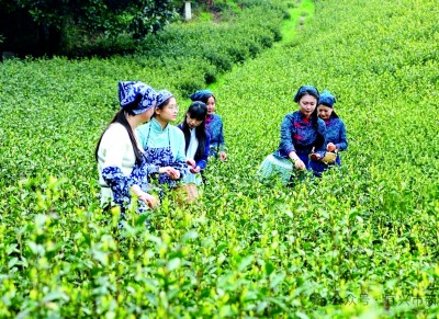 江苏省宜兴市丁蜀镇上坝村：茶山竹海传新曲