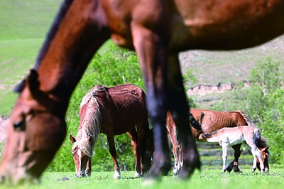 【文化中国行】诗画伊犁