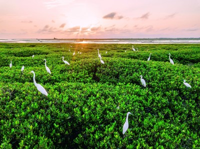 绿满八桂 万物共生——广西多举措守护生物多样性之美