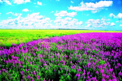 黑龙江湿地:黑土地上的生命乐园 黑龙江湿地:黑土地上的生命乐园