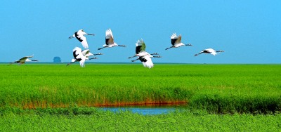 黑龙江湿地:黑土地上的生命乐园 黑龙江湿地:黑土地上的生命乐园