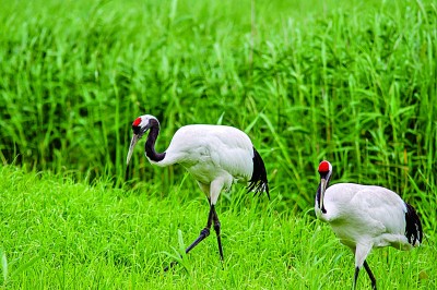 黑龙江湿地:黑土地上的生命乐园 黑龙江湿地:黑土地上的生命乐园