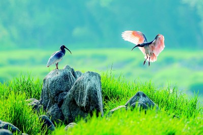 一江汉水载文脉 千古风华入今朝——陕西汉中积极推进历史文化保护传承发展的实践探索 一江汉水载文脉 千古风华入今朝——陕西汉中积极推进历史文化保护传承发展的实践探索